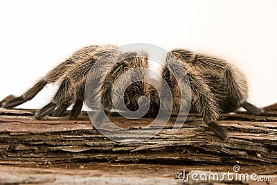 Chilean Rose Tarantula Stock Photo