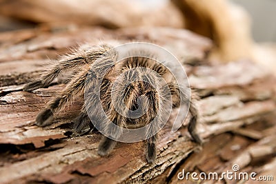 Chilean Rose Tarantula Stock Photo