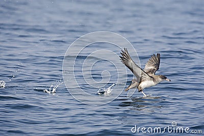 Chileense Grote Pijlstormvogel, Pink-footed Shearwater, Puffinus Stock Photo
