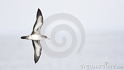 Chileense Grote Pijlstormvogel, Pink-footed Shearwater, Puffinus Stock Photo