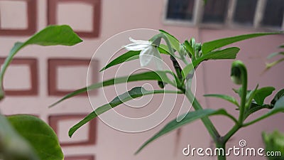 Chilli flower Stock Photo