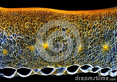 Chili pepper (Capsicum annuum) fruit pericarp cross-section Stock Photo