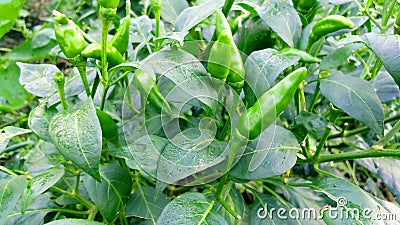 Chili pepper or chile nahuatl chilli plant and green fruits stock photo Stock Photo
