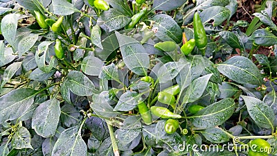 Chili pepper chilli nahuatl chilli plants fruits Stock Photo