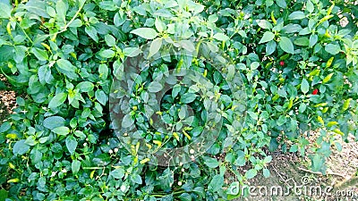 Chili pepper chilli nahuatl chilli plant and green fruits Stock Photo