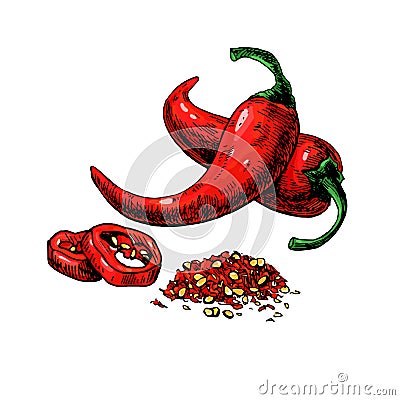 Chili Pepper hand drawn vector illustration. Vegetable artistic style object. Vector Illustration