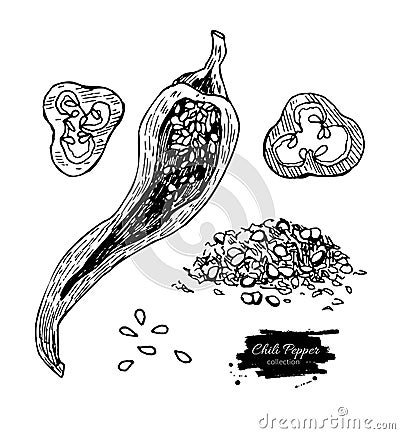 Chili Pepper hand drawn vector illustration. Vegetable engraved style object. Vector Illustration