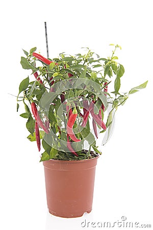 Chili pepper plant Stock Photo