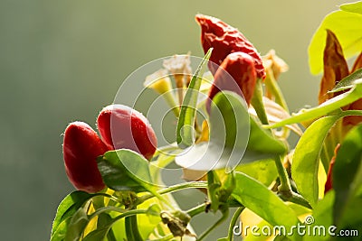 Chili peppers closeup. small spicy plant Stock Photo