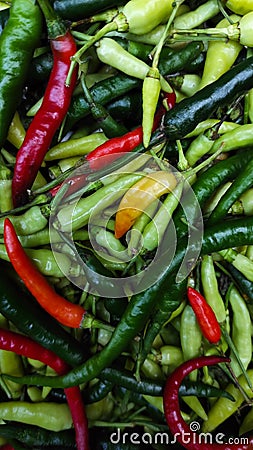 chili peppers harvested from the garden Stock Photo