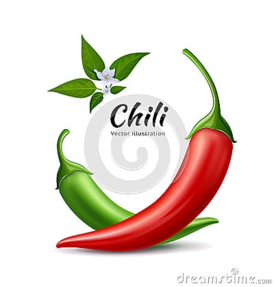 Chili peppers red and green fresh with leaves and flower chili realistic design Vector Illustration