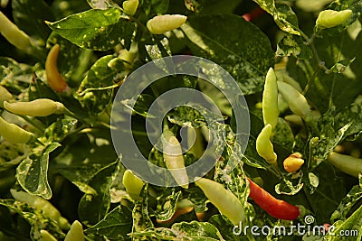 Chili Plant in the vegetable garden Stock Photo