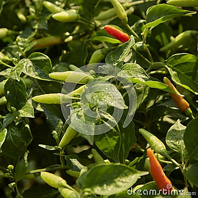 Chili Plant in the vegetable garden Stock Photo