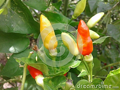 Chili plant Stock Photo