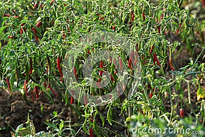 Chili plant Stock Photo