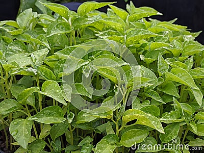 chili seeds in polybek Stock Photo