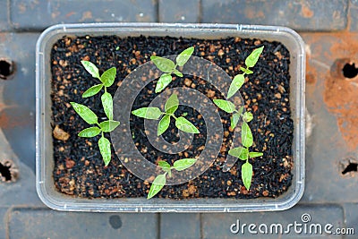 Chili seeds that are starting to sprout Stock Photo