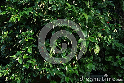 Chili seeds on a white and red chili pepper plant Stock Photo