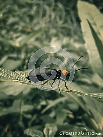 Beautiful and rare Insect Stock Photo
