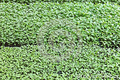 Chilis plant in nursery house Stock Photo