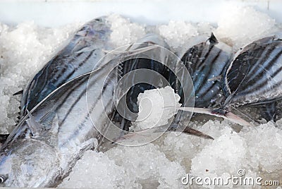 Chilled fish Stock Photo