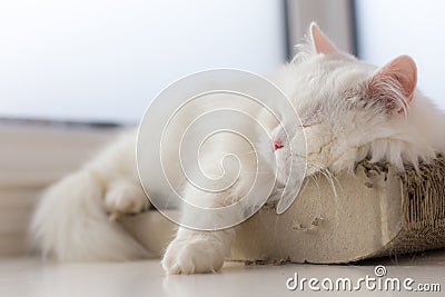 Chilled out cat taking a nap on his favourite spot by the window Stock Photo