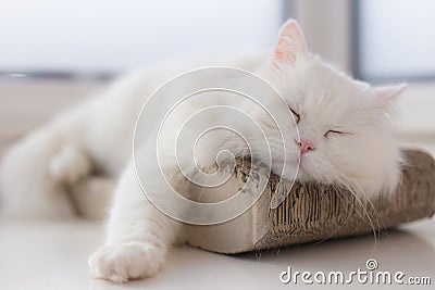 Chilled out cat taking a nap on his favourite spot by the window Stock Photo