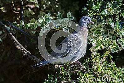 Chilled out garden bird. Pigeon relaxing perched in the sunshine Stock Photo