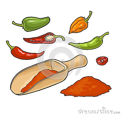 Chilli. Chilli whole, half and slice. Vector vintage Vector Illustration