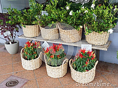 Chilli and Gardenia Pot Plants Stock Photo