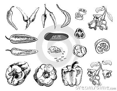 Set of hand drawn sketch peppers.Chilli red pepper vector illustration.Vintage ink hand drawn pepper, isolated on white Vector Illustration