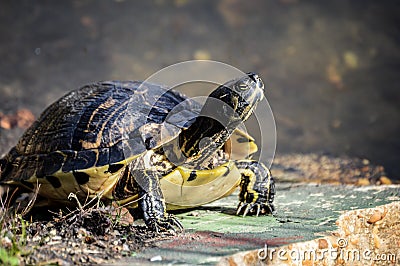 Chillin turtle on a rock Stock Photo