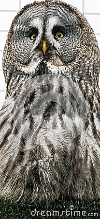 Chilling out Great gray Owl Stock Photo