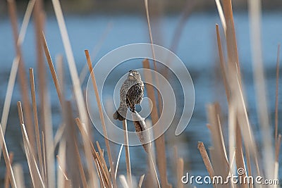 Chilling out at the pond Stock Photo