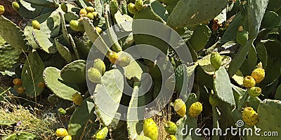 Fruit Lead Fig Stock Photo