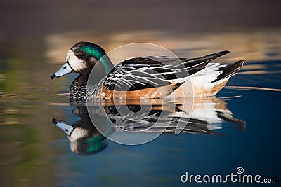 ChiloÃ© Wigeon Duck Swimming In Peaceful Pond Stock Photo