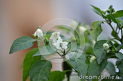 Chily peppers flowers plant Stock Photo