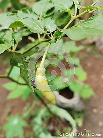 Chily type famous as Kochchi in Sri Lanka Stock Photo