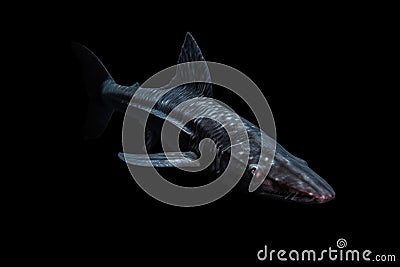 chimaera ghost shark gliding gracefully in the darkness Stock Photo