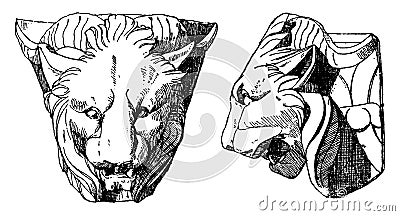 Chimaera Head is shown from its front and side view, vintage engraving Vector Illustration