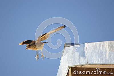 CHIMANGO CARACA FLYING Stock Photo