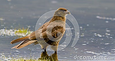 Chimango Caracara Stock Photo