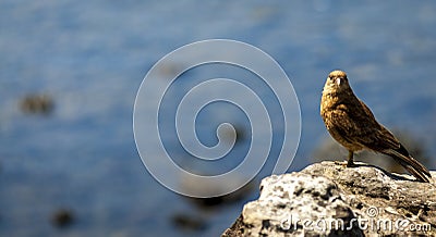 Chimango Caracara, Easter Island, Chile Stock Photo