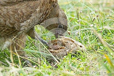 Chimango caracara eating a fish Stock Photo