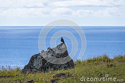 Chimango caracara falcon - Easter Island, Chile Stock Photo