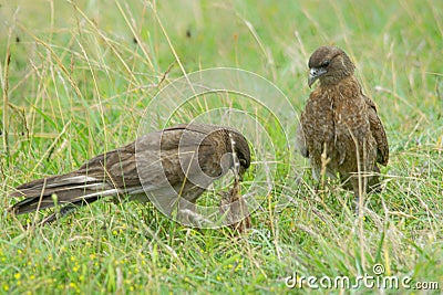 Chimango caracara eating a fish Stock Photo