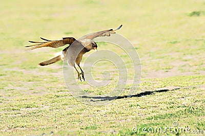 Chimango caracara perched on the grass field Stock Photo