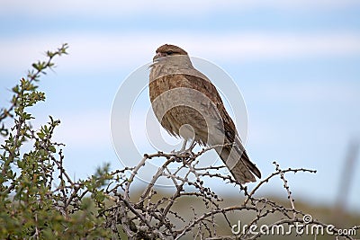 Chimango caracara Phalcoboenus chimango Stock Photo