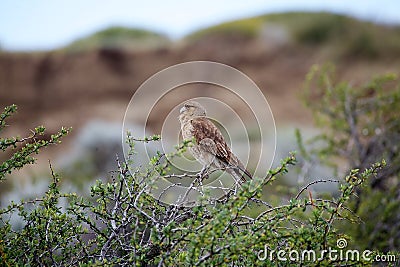 Chimango caracara Phalcoboenus chimango Stock Photo