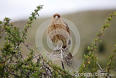 Chimango caracara Phalcoboenus chimango Stock Photo